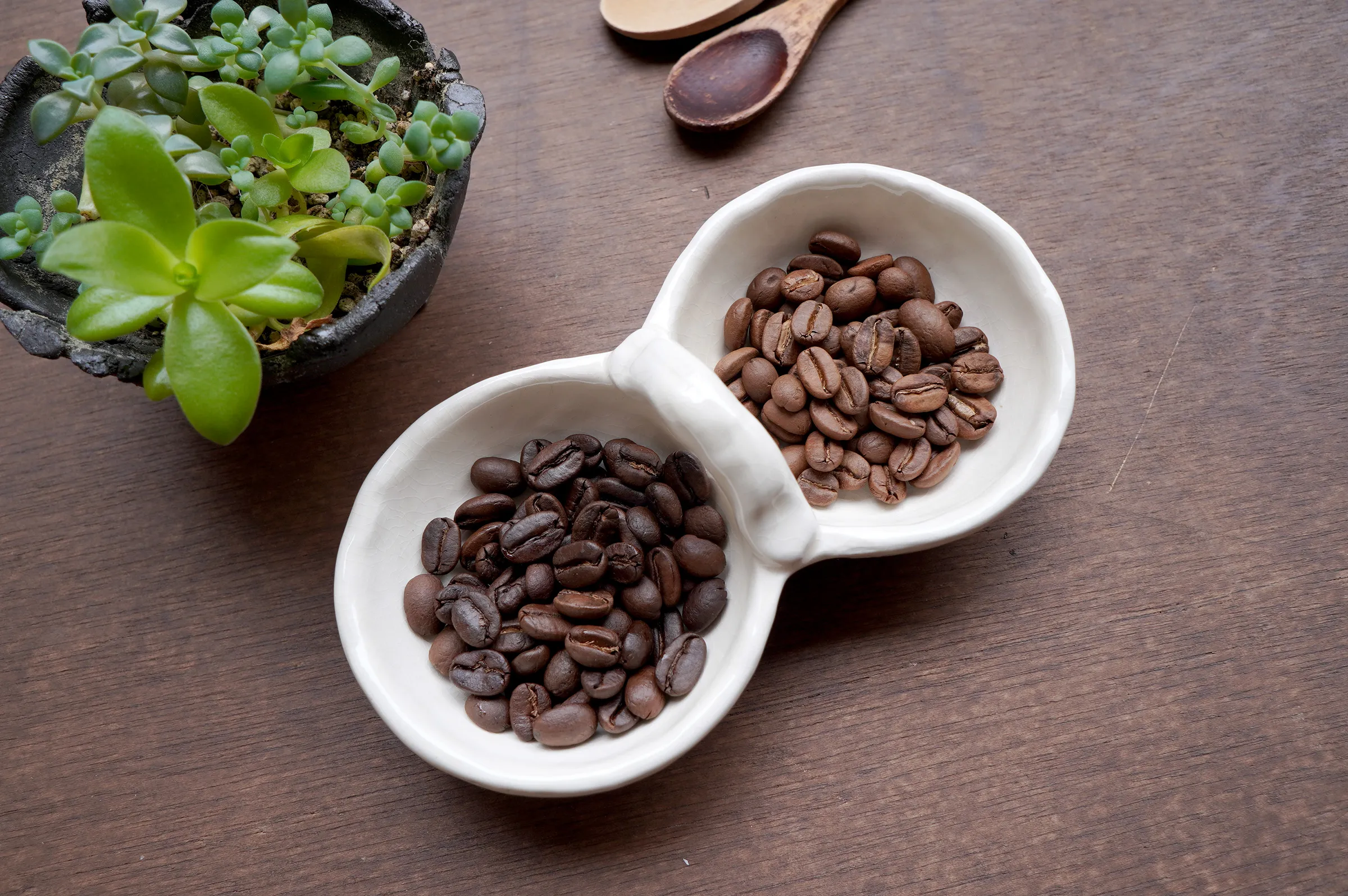 2種類のコーヒー豆と多肉植物