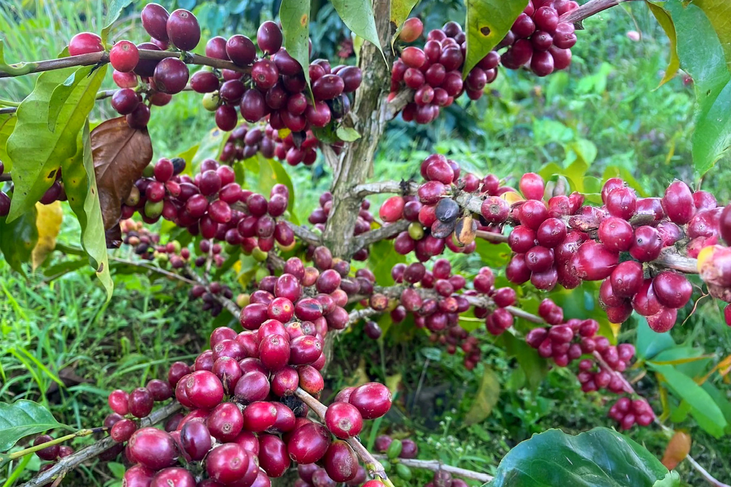 コーヒーの木