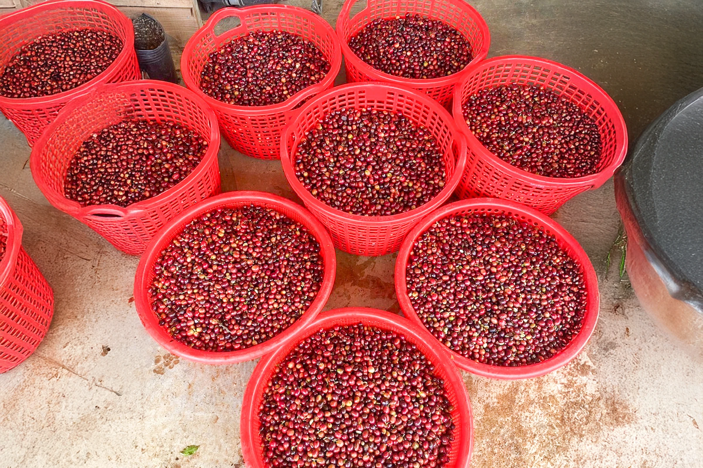 コーヒー収穫の豆