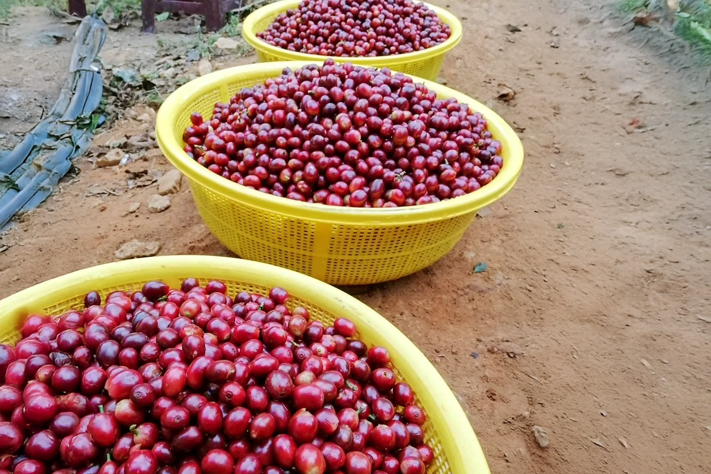 収穫されたコーヒーチェリー