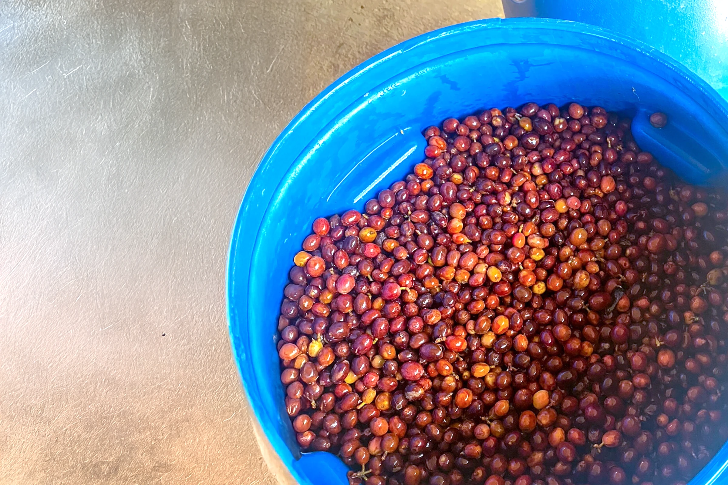 収穫後発酵前のコーヒーチェリー