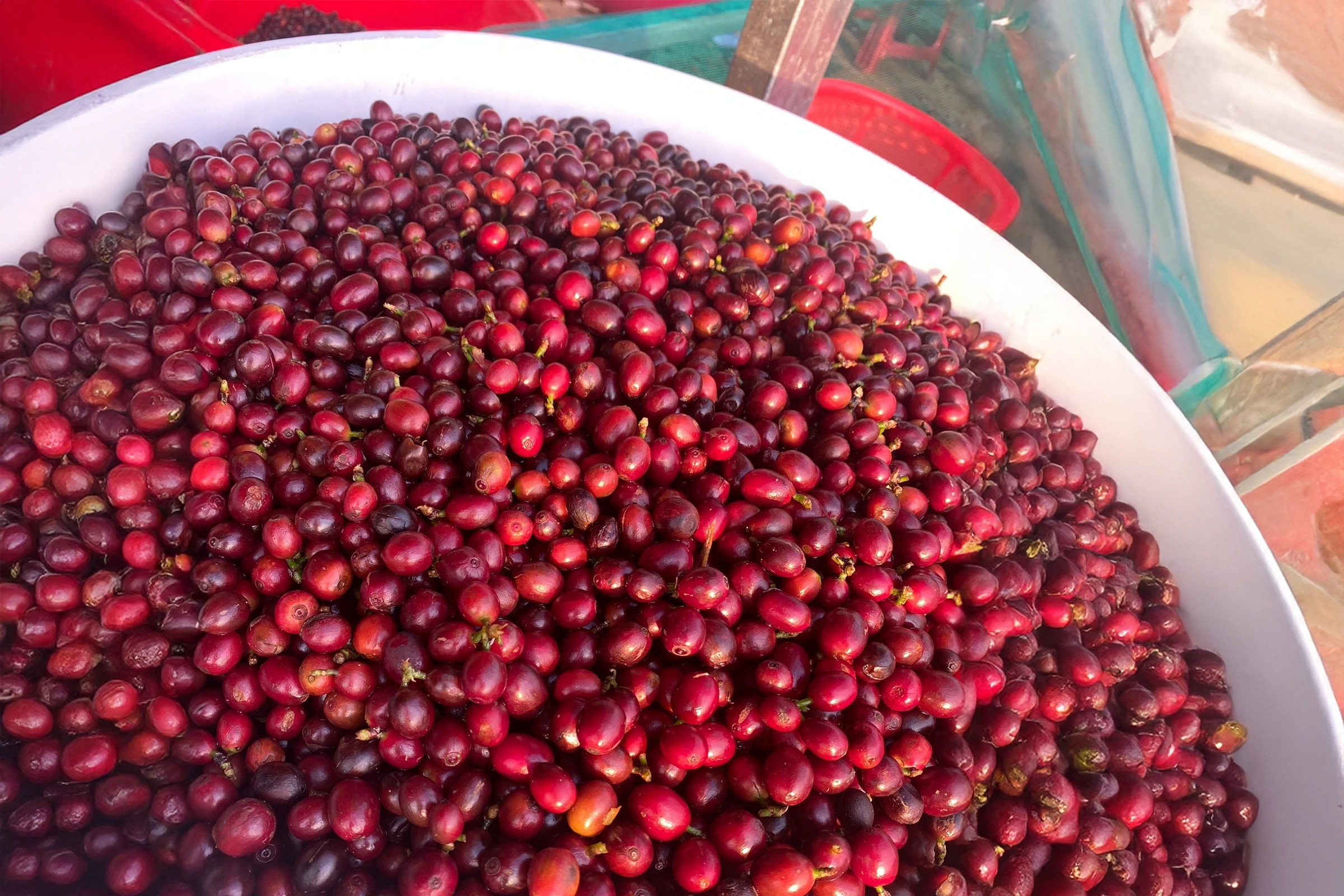 コーヒーチェリー