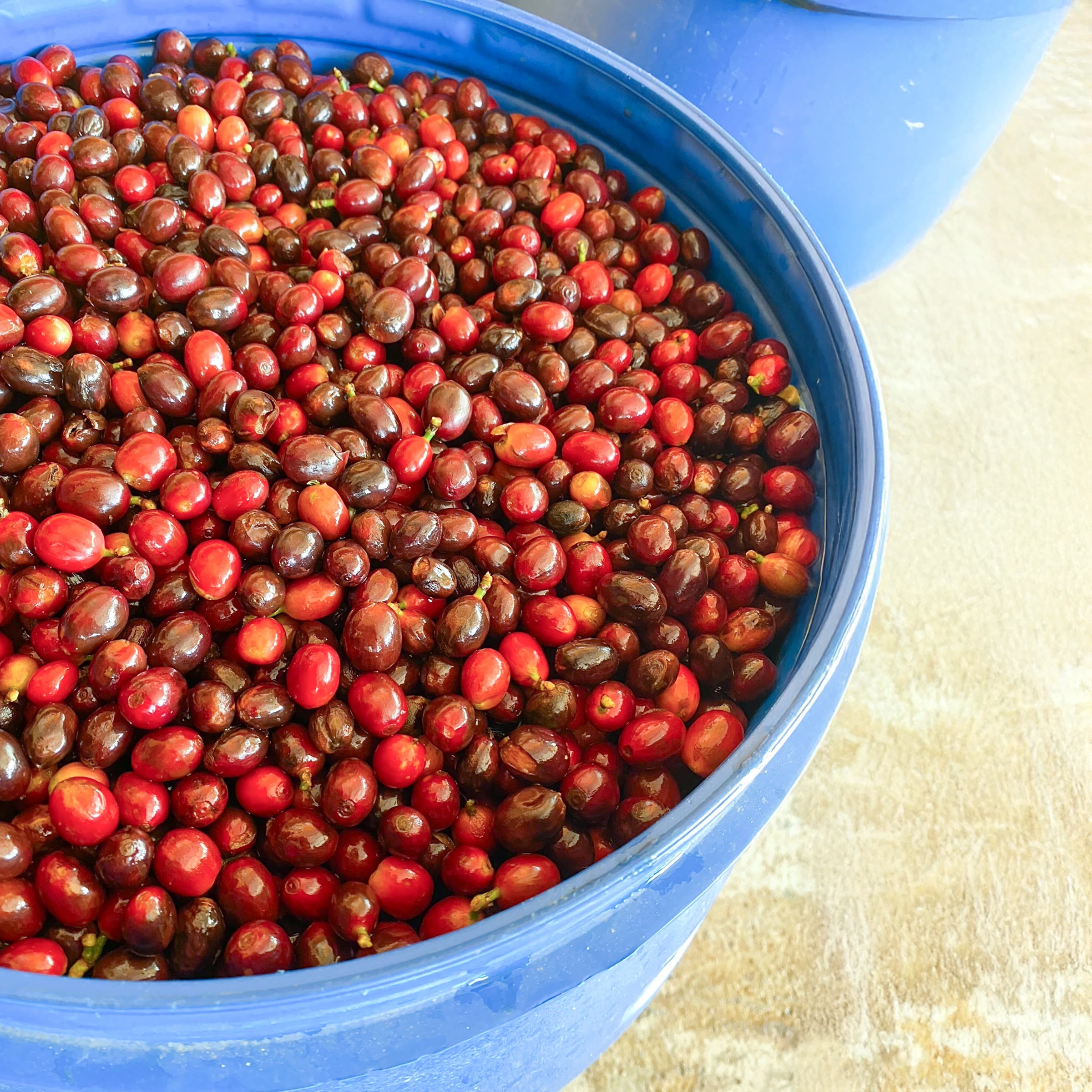 コーヒーチェリーと青い樽