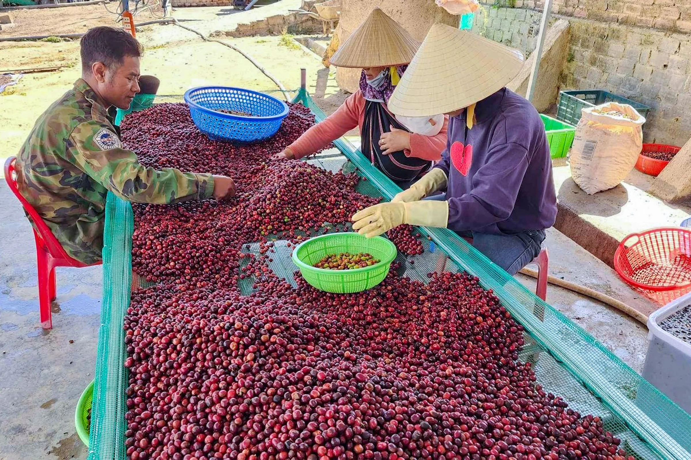 コーヒーチェリーの選別風景