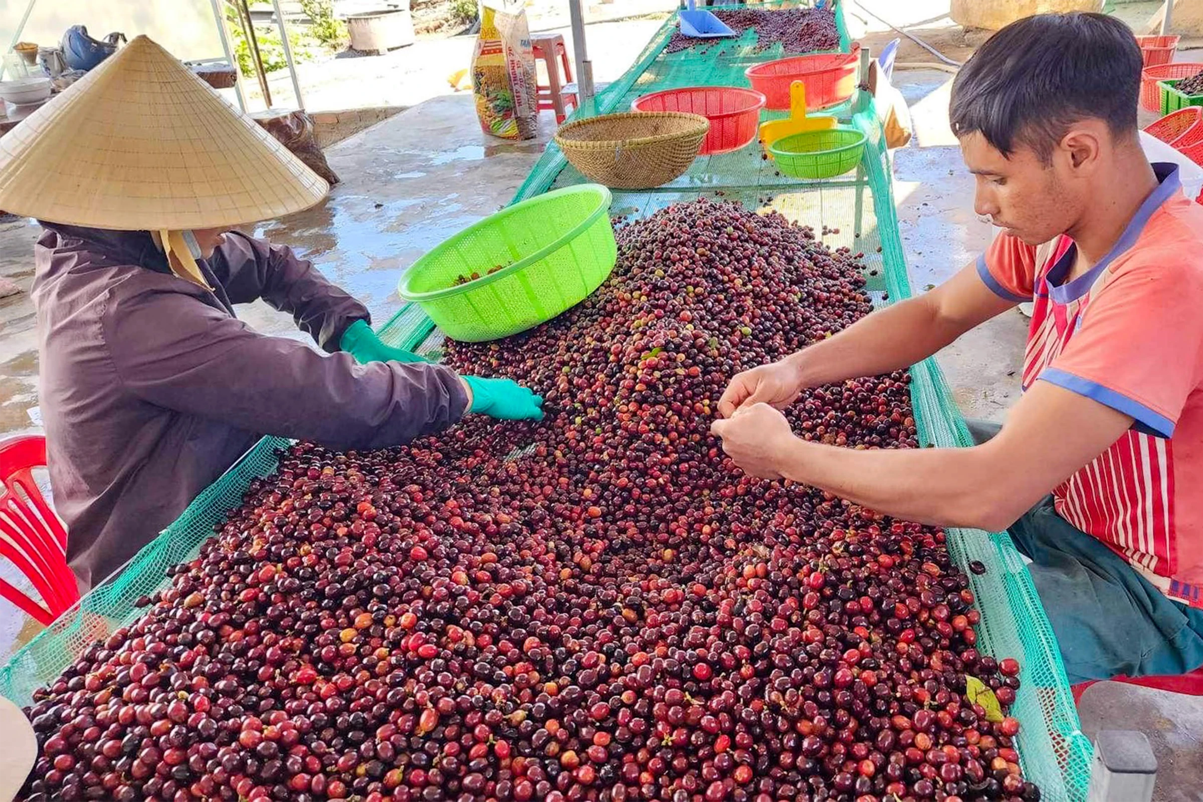 コーヒーチェリーを選別している