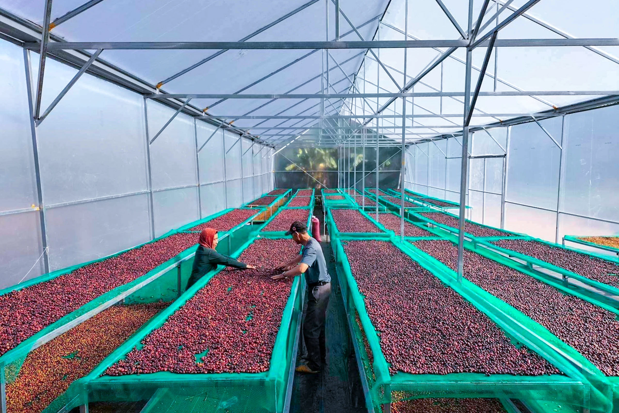 アフリカンベットで天日干し