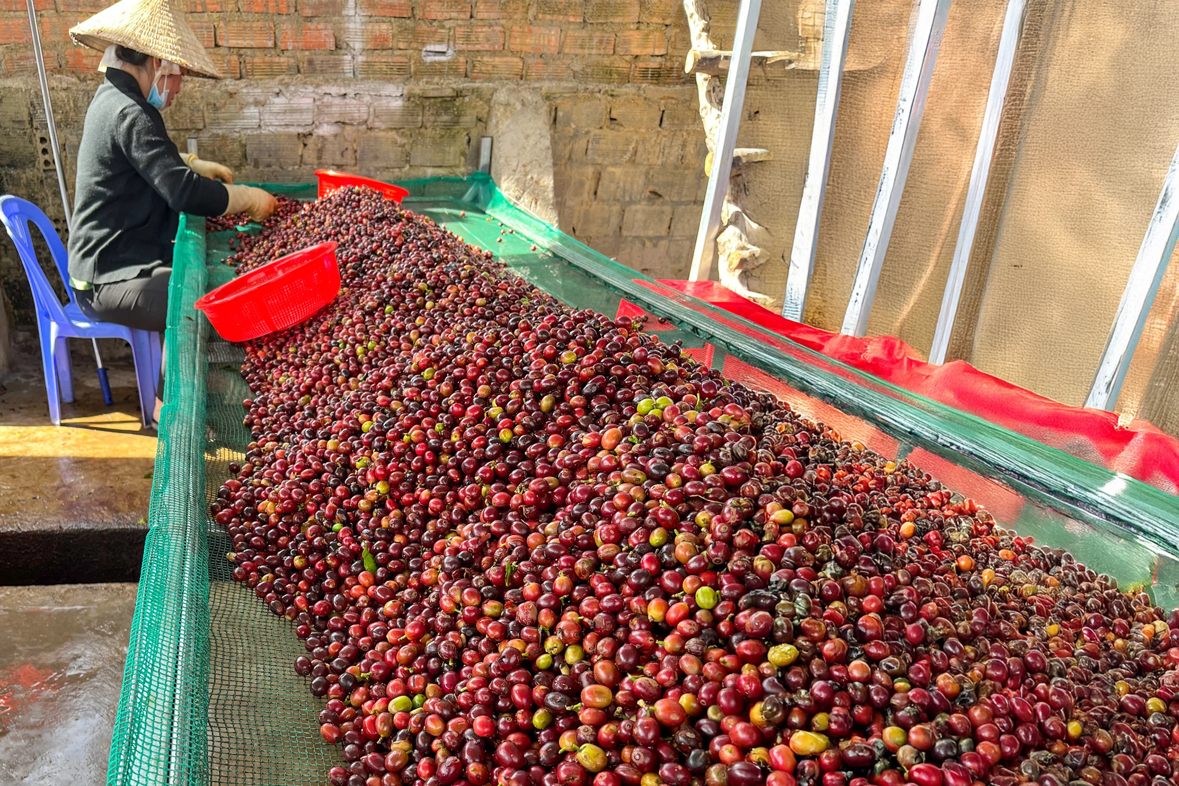 チェリーの選別