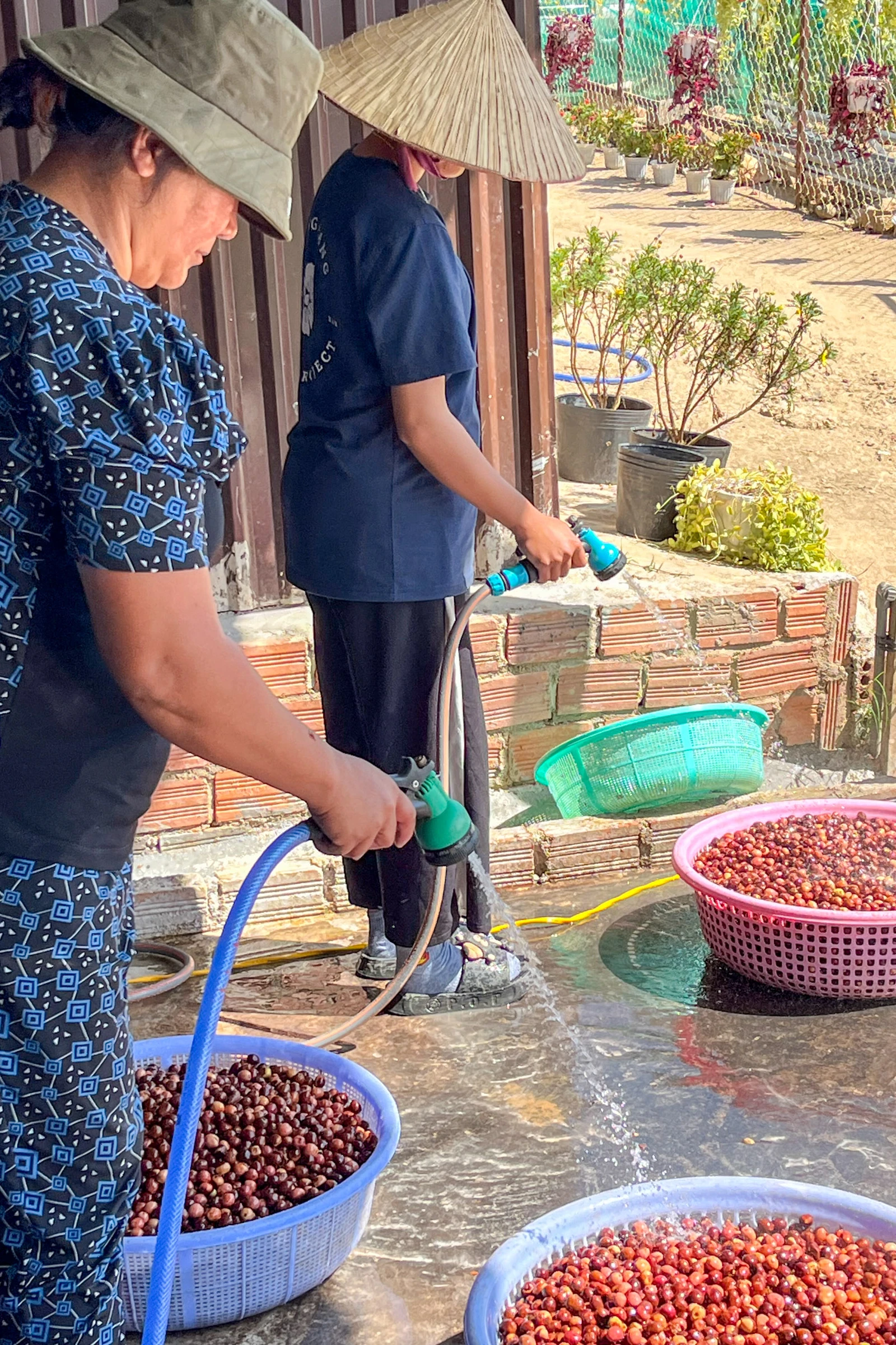 コーヒーチェリーの洗浄