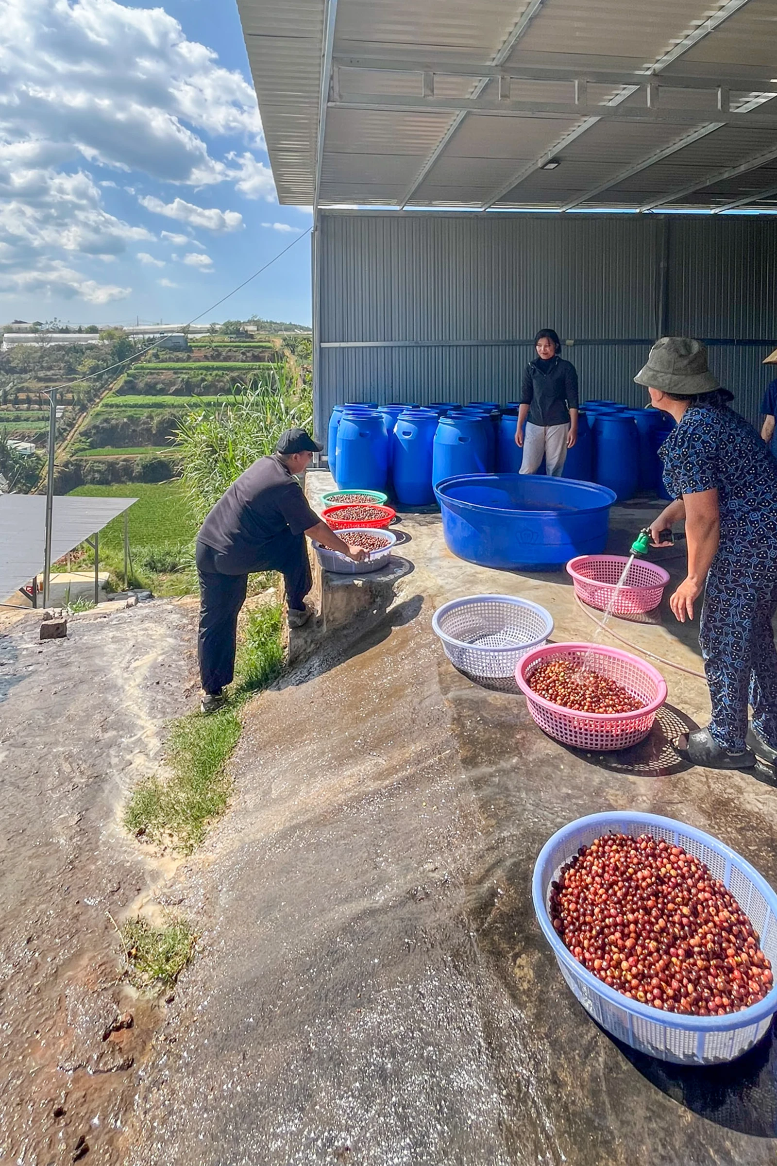 コーヒーチェリーの洗浄風景