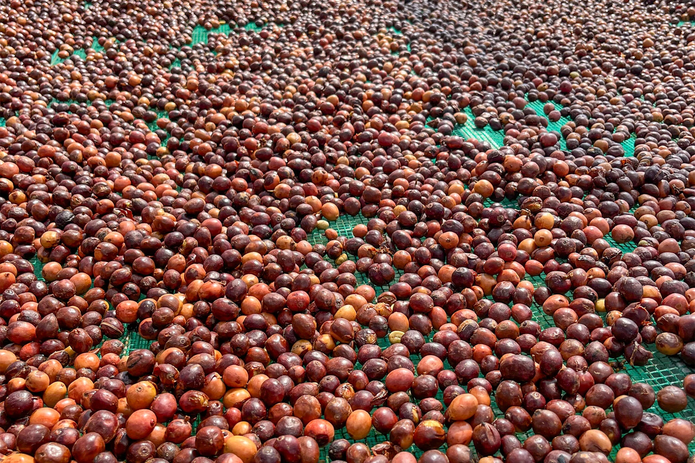 コーヒーチェリーが乾燥されていく様子