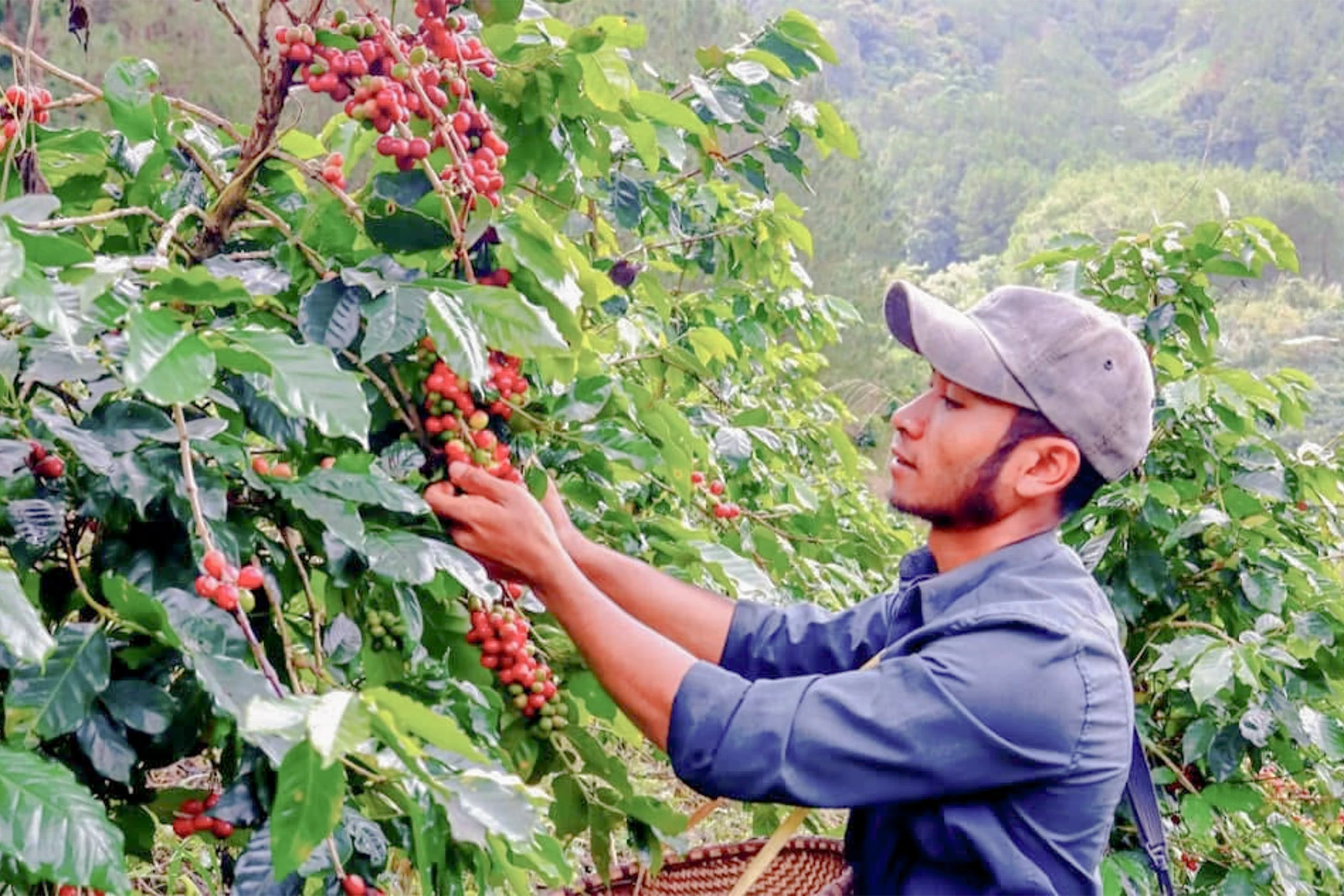 コーヒーの木をチェックする生産者