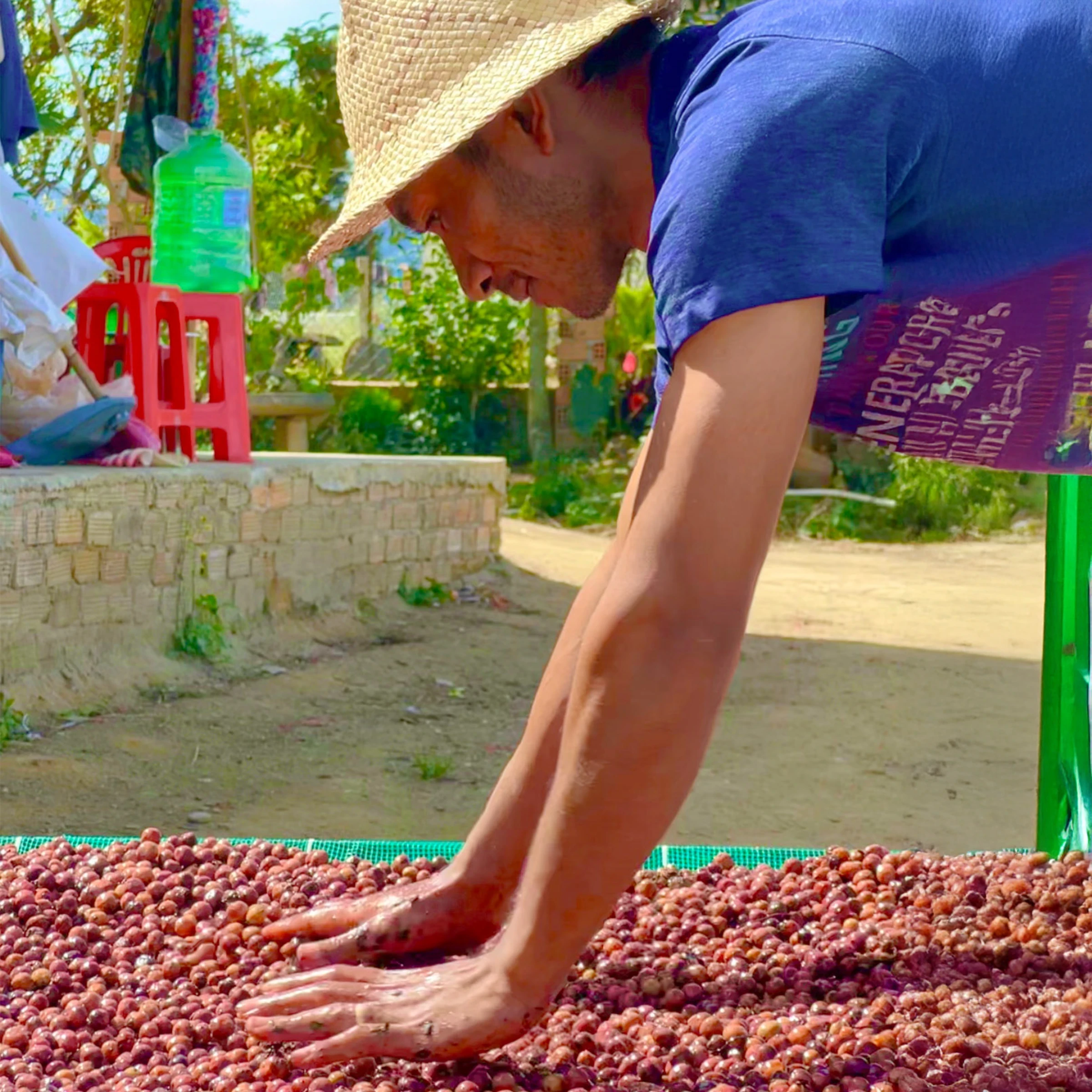 コーヒーの乾燥作業