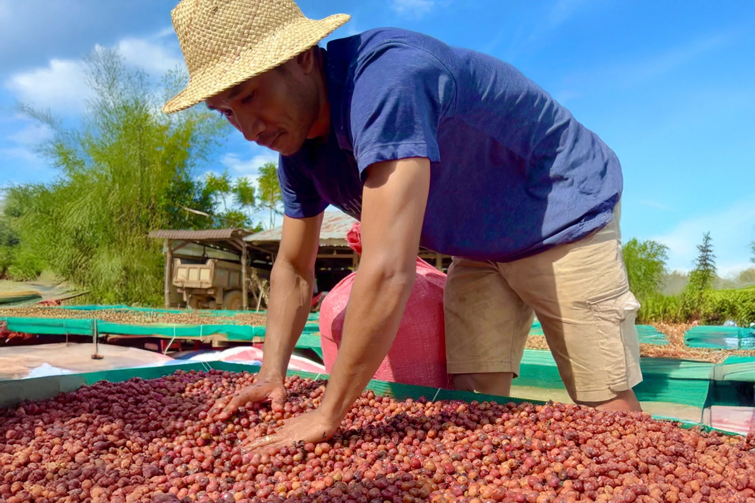 コーヒーチェリーの乾燥作業