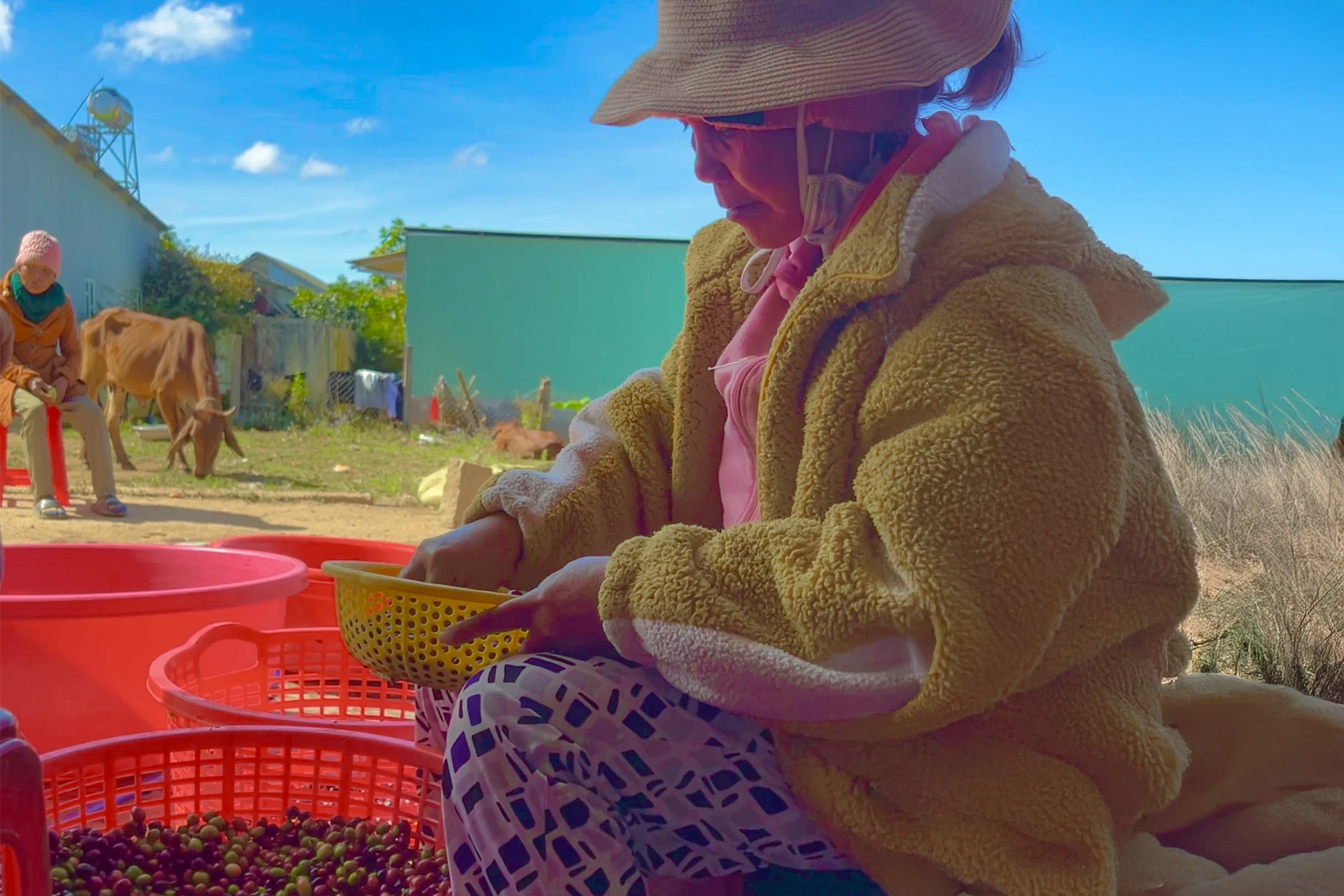 コーヒーチェリーを仕分け