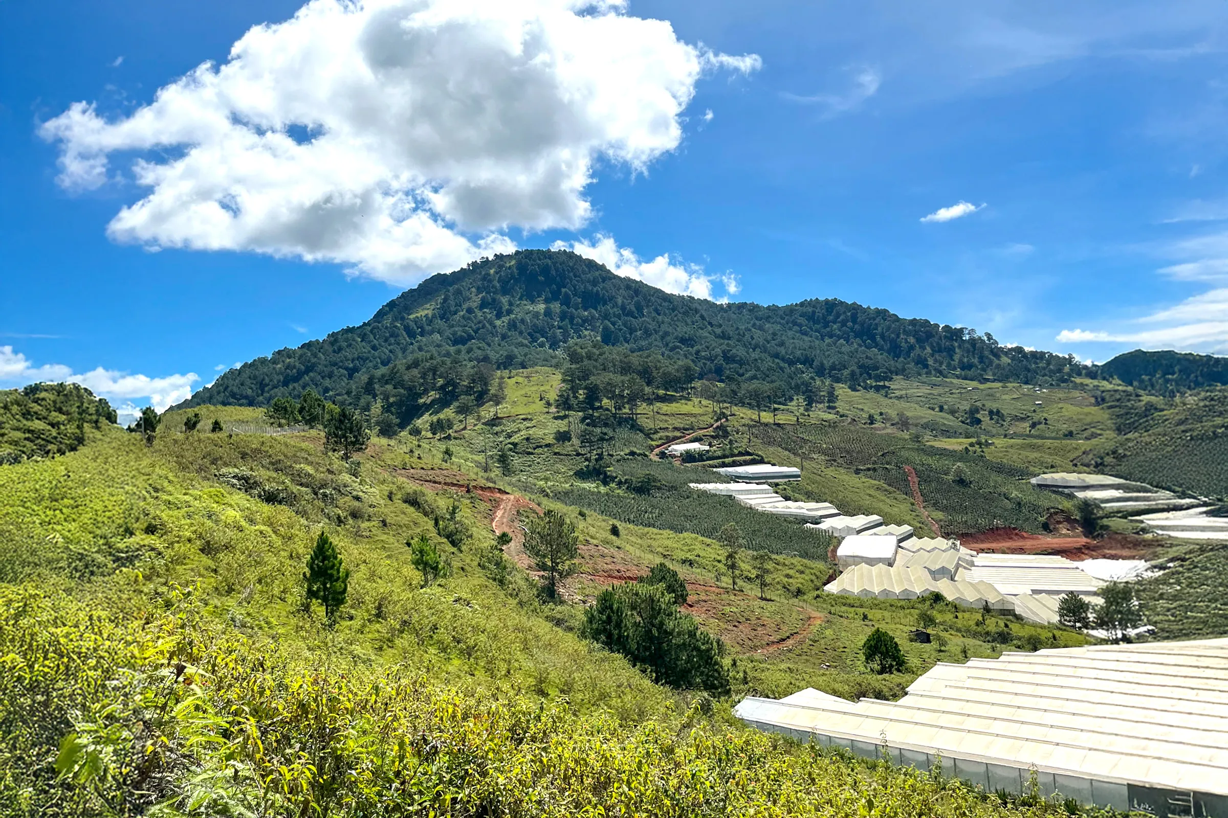 コーヒー農園と山