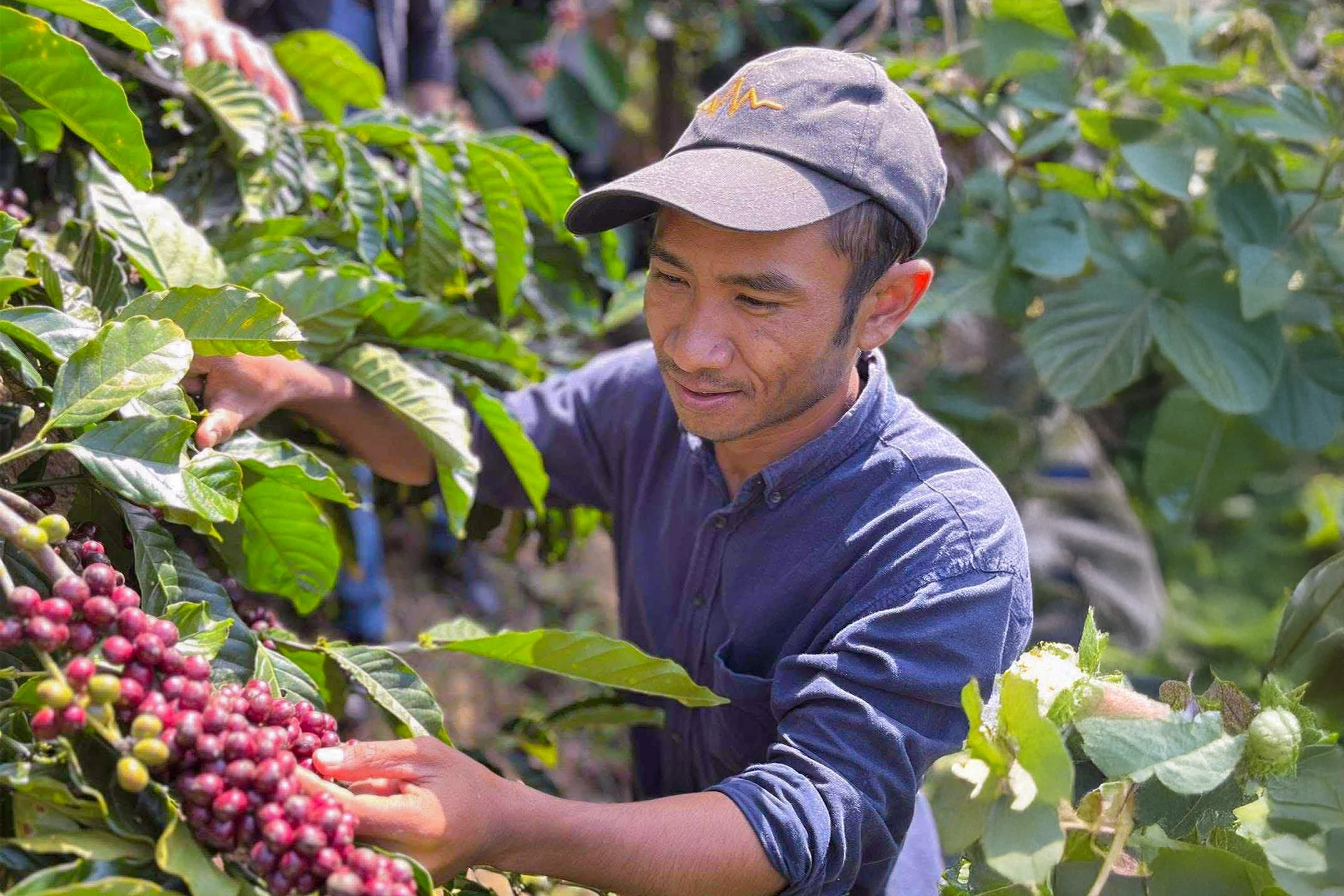 コーヒー生産者
