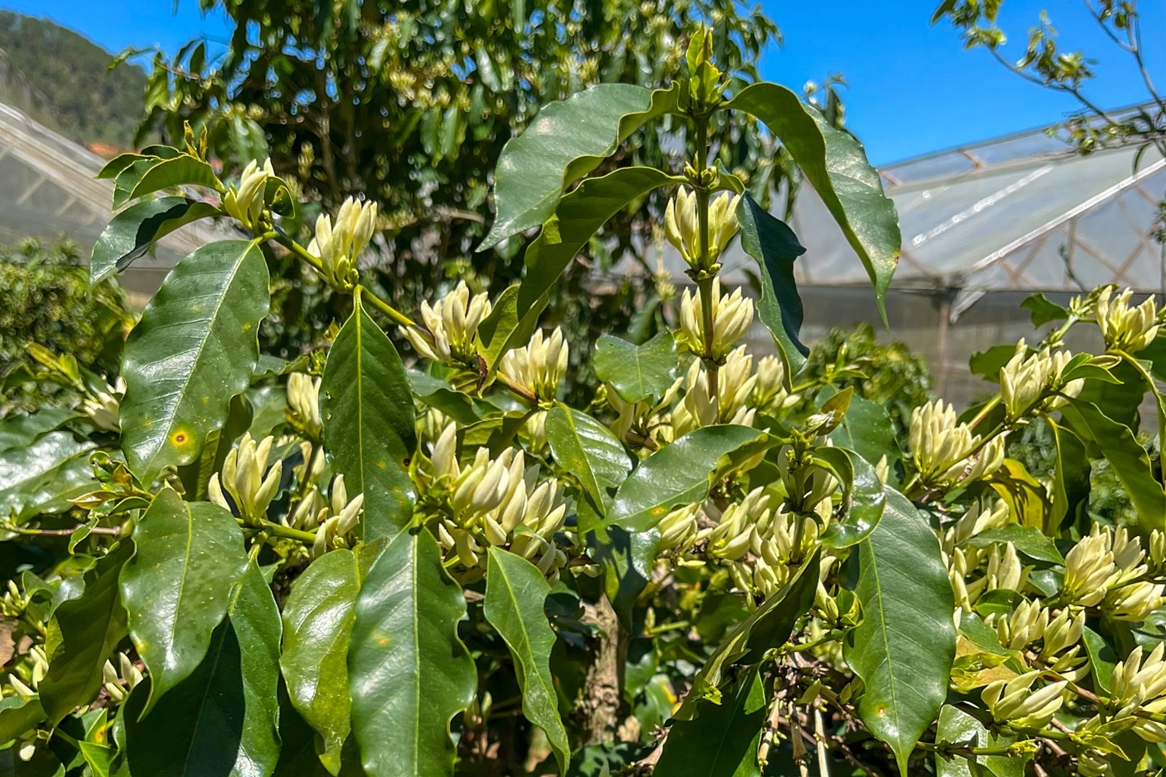 コーヒーの木の花